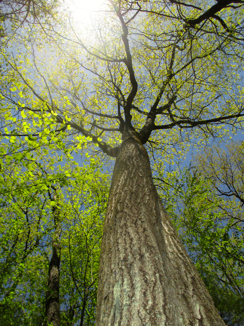1 Samuel 25: Nabal's Lesson: How Humility Saves Lives