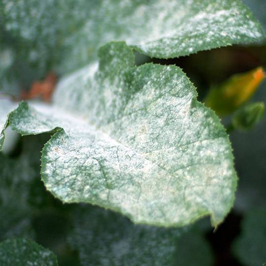 10+ Apple Tree Care Tips To Prevent Mildew