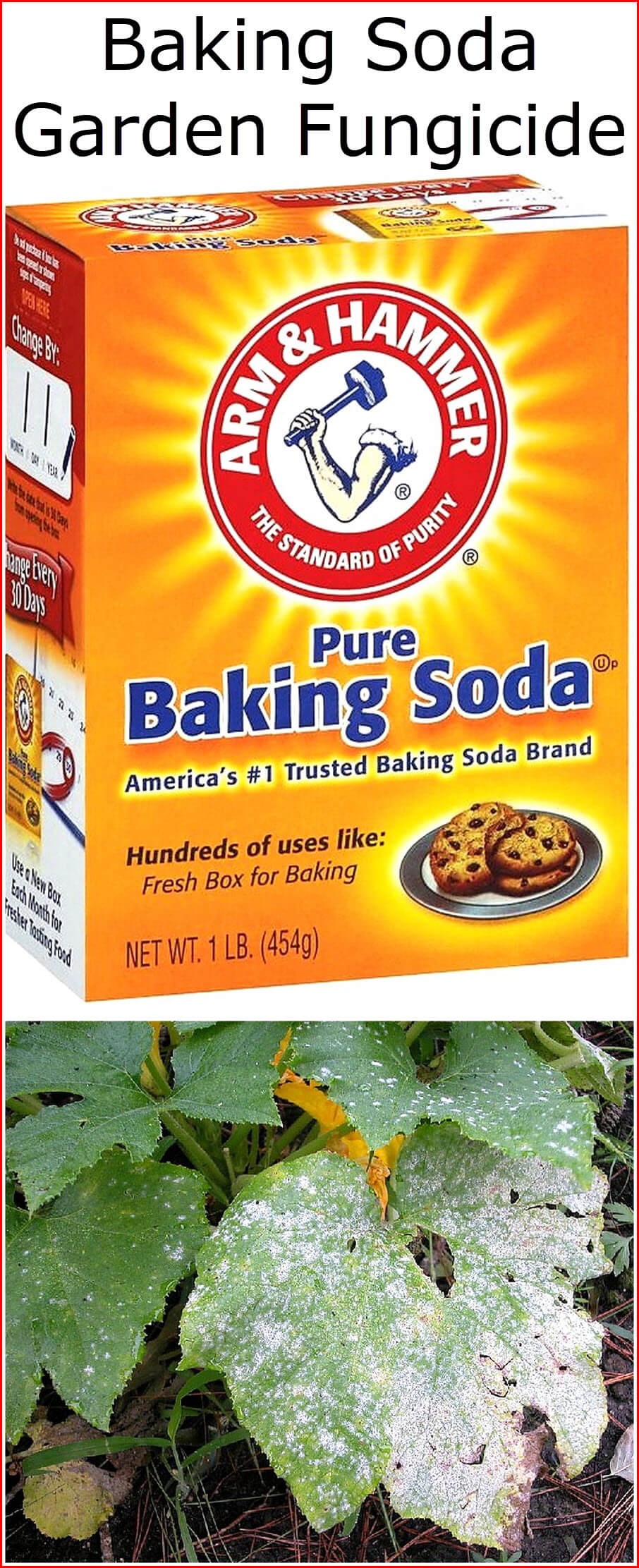 10 Baking Soda Fungicide Remedies