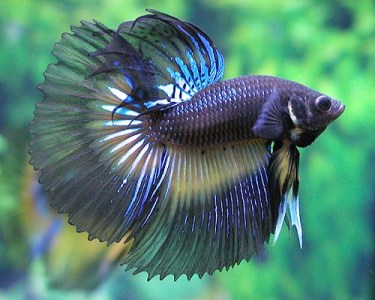 10 Betta Fish Tips For Joy