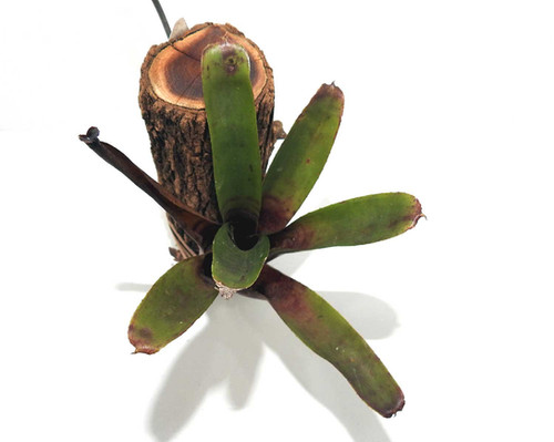 10 Bromiliad Care Tips For Thriving Plants