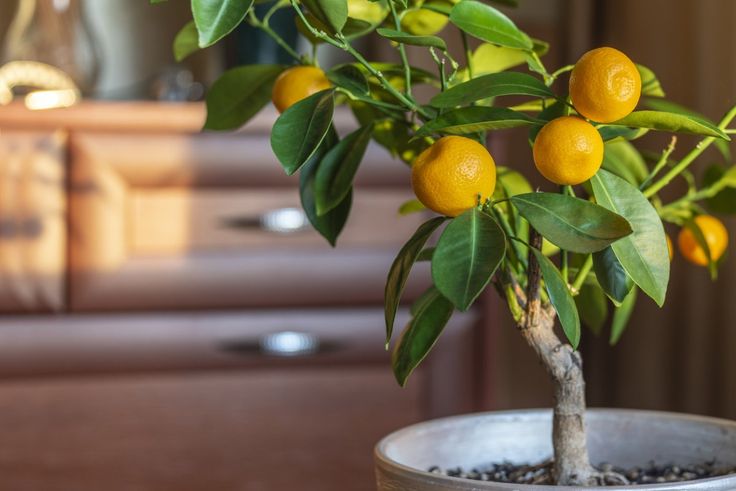10 Care Tips For Keeping Indoor Citrus Trees Alive In The Winter And