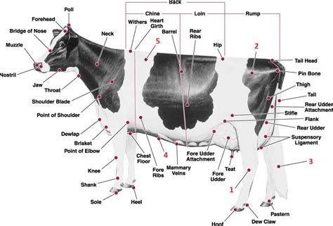 10+ Essential Body Parts For Cattle Farmers Success