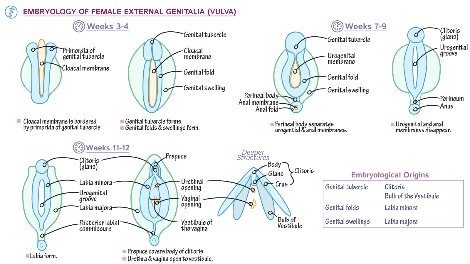 10+ Female Genitalia Diagrams For Accurate Knowledge