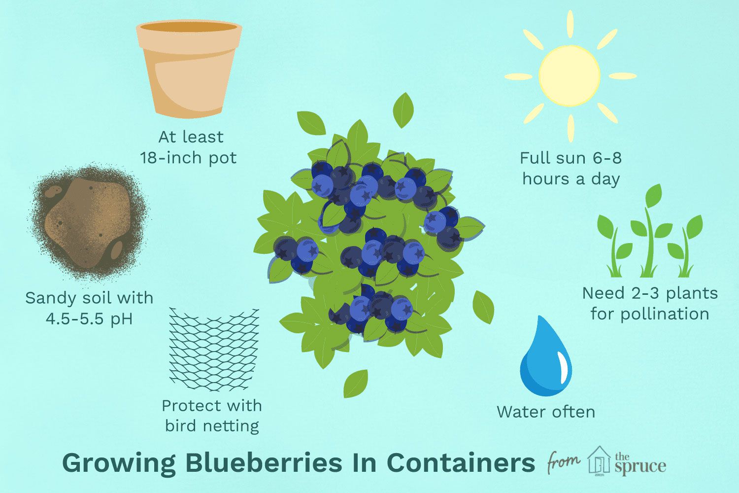 10+ Growing Blueberries Secrets For Higher Yields