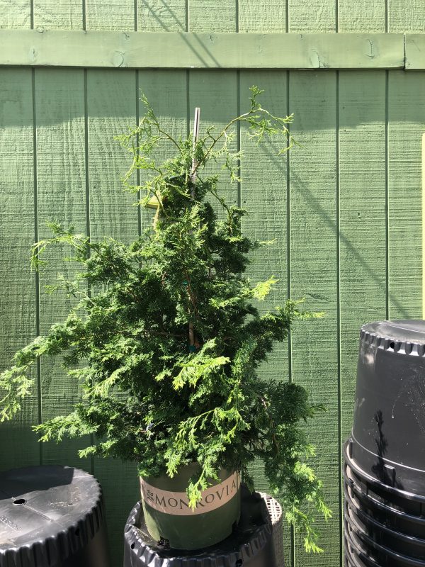 10 Hinoki False Cypress Slender Care Tips
