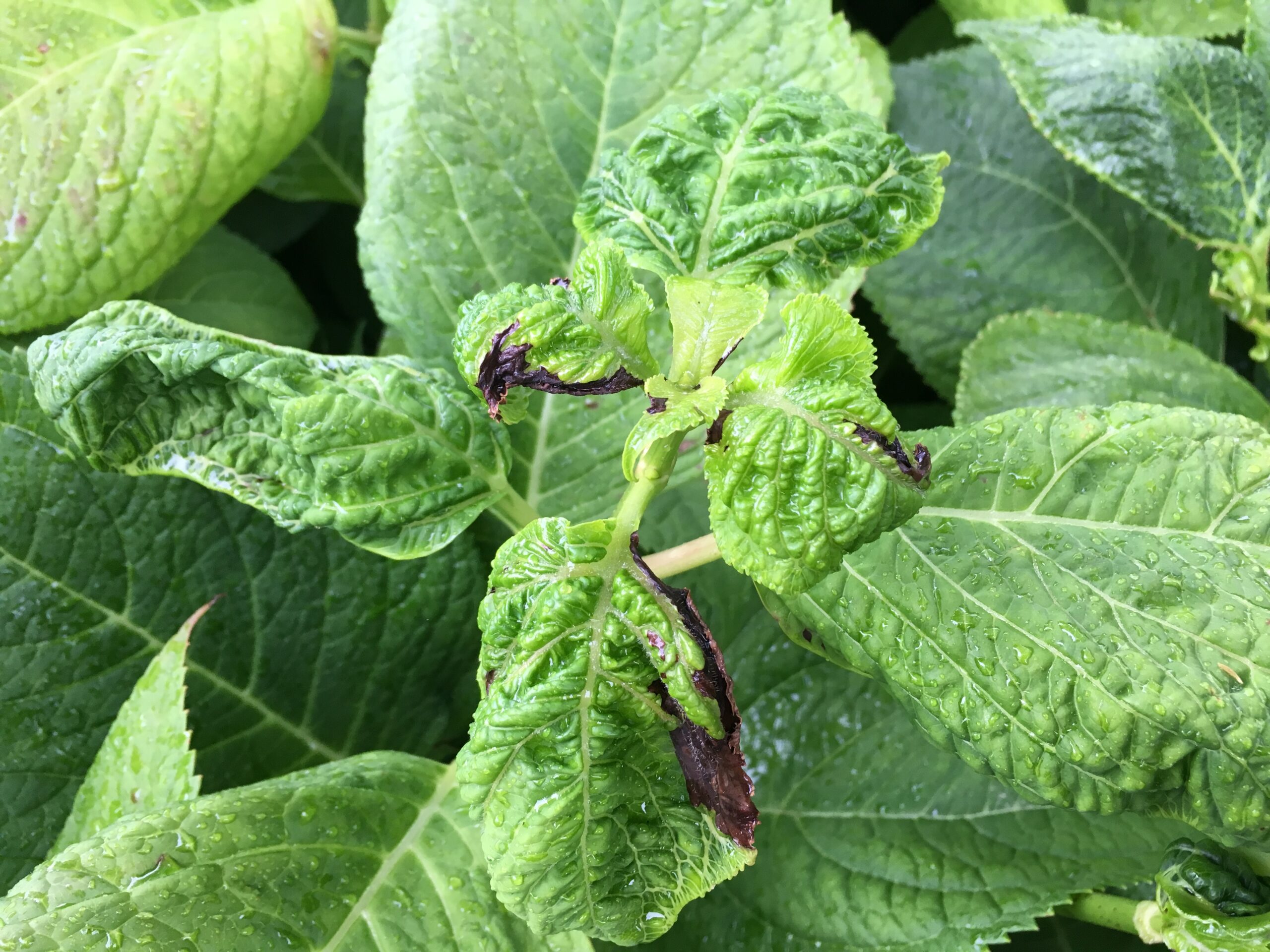 10 Hydrangea Dry Leaves Fixes For Healthier Blooms