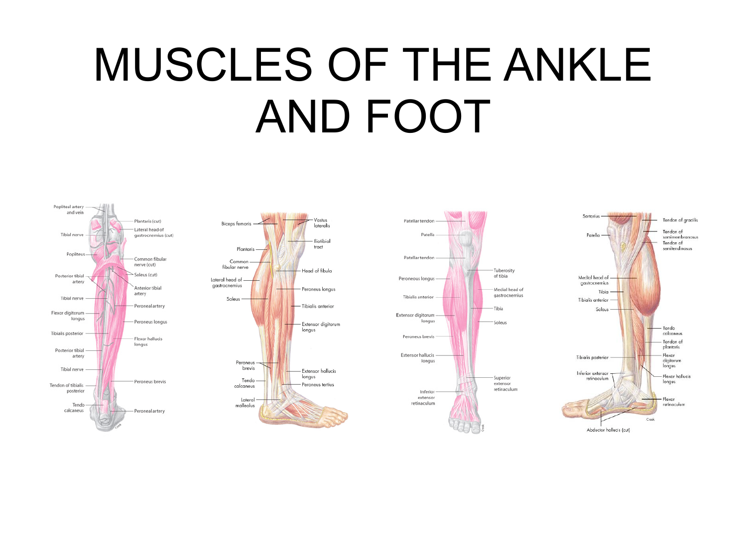 10 Leg Flexion Muscles To Improve Balance