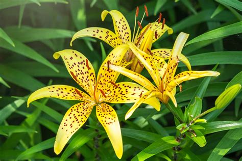 10 Lily Blooms Nude Tips For Perfect Photos 10 Lily Blooms Nude Tips For Perfect Photos