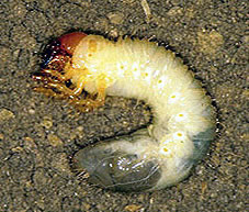 10 Lined June Bug