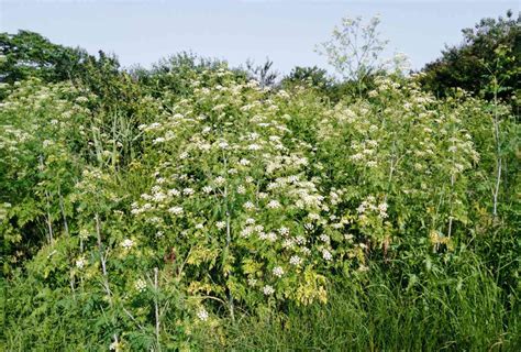 10+ Poison Hemlock Pictures For Safe Recognition 10+ Poison Hemlock Pictures For Safe Recognition