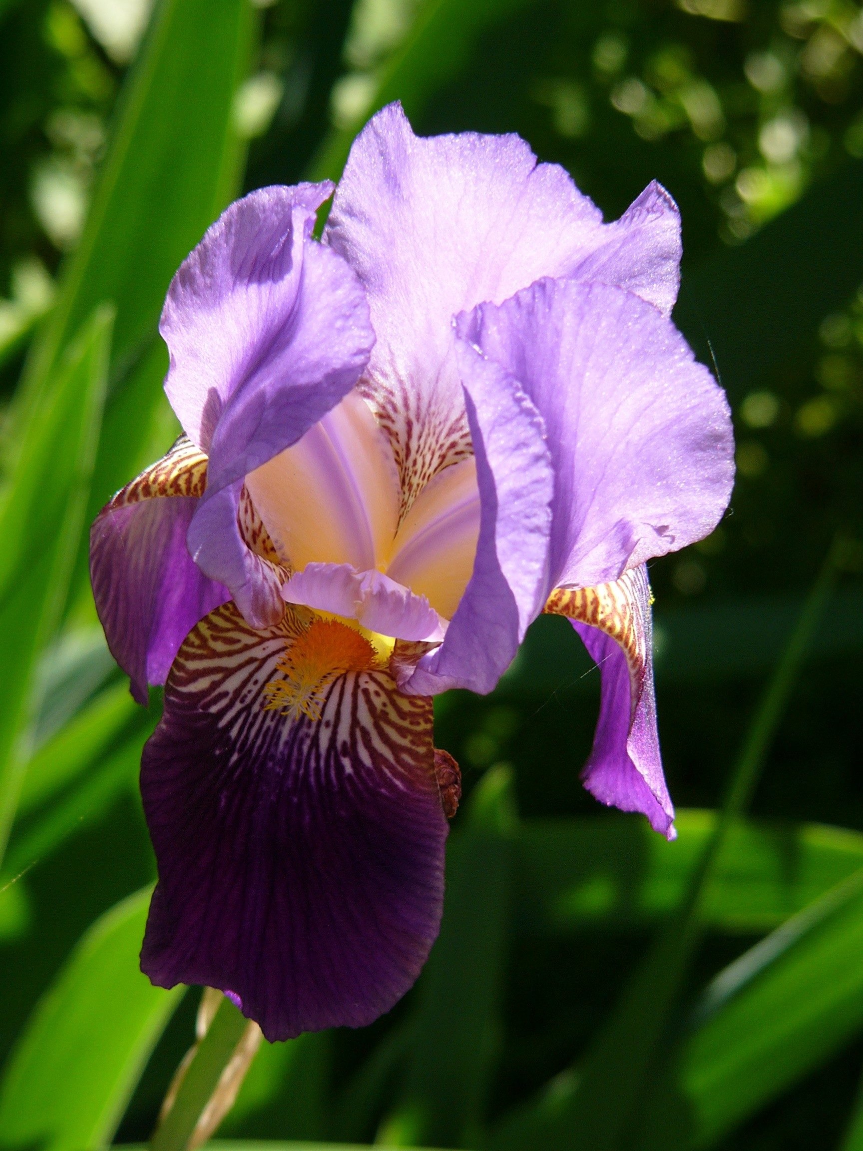 10+ Summer Iris Secrets For Perfect Blooms