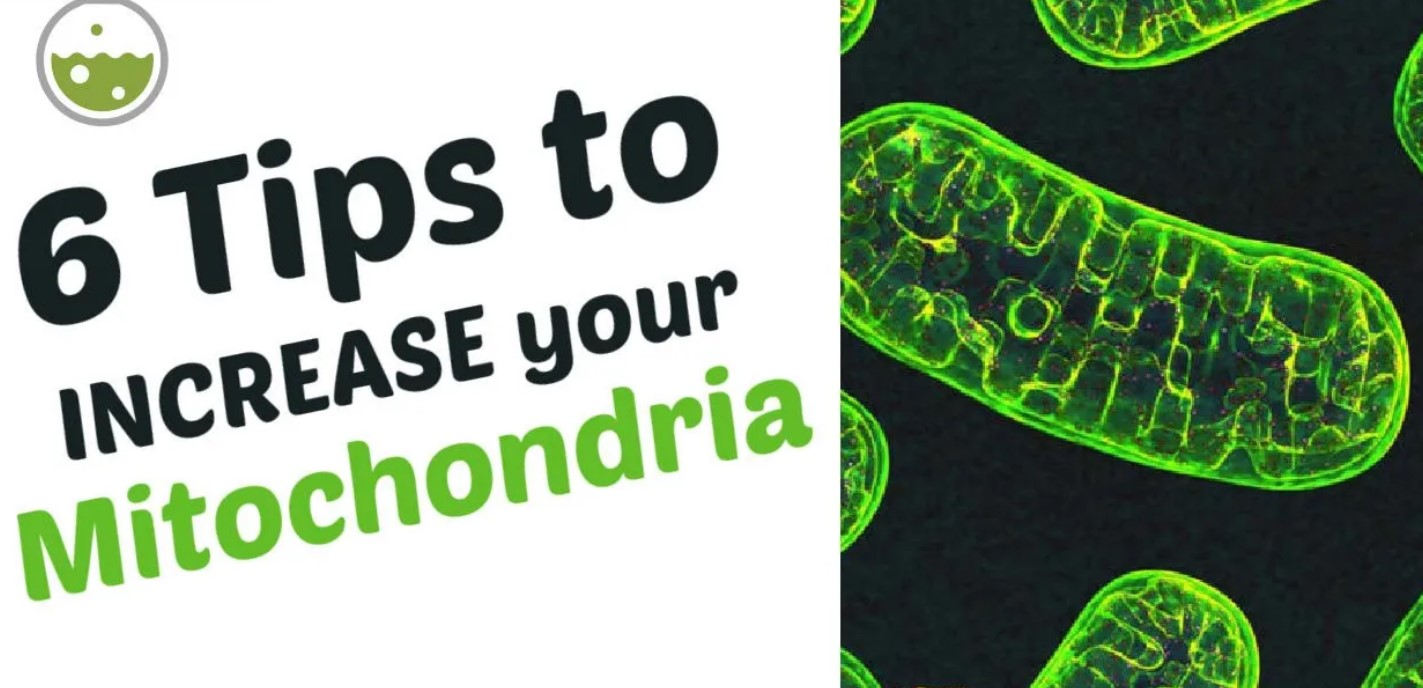 10+ Supplements To Increase Mitochondria Fast