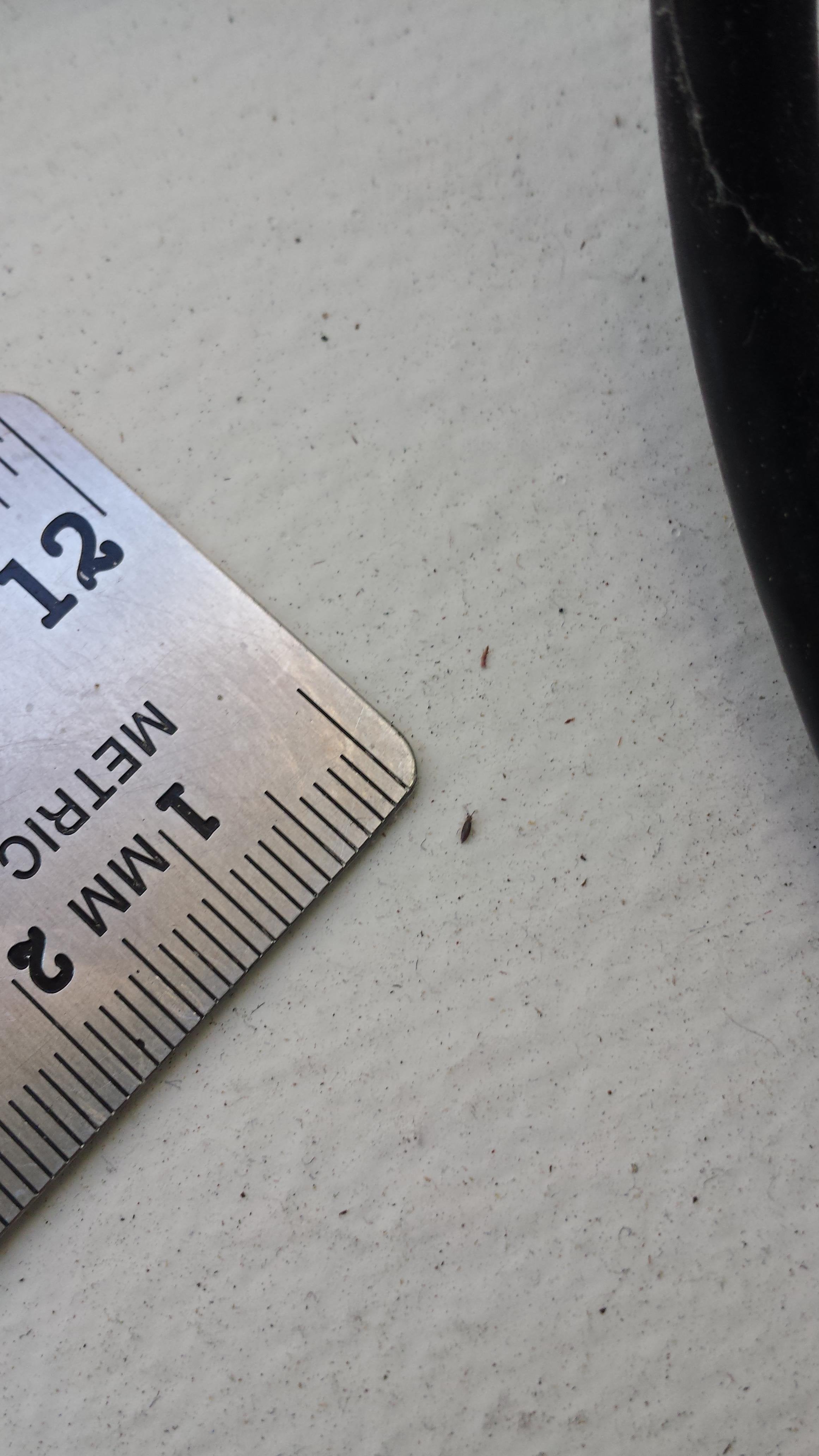 10+ Washington State Bugs To Avoid