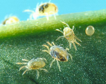 10+ Ways To Control Spider Mites On Cucumbers Quickly