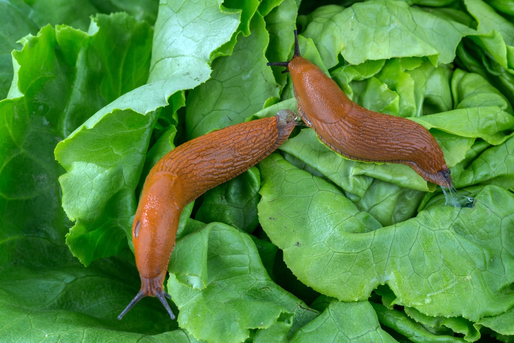 10+ Ways To Identify Green Bugs On Lettuce