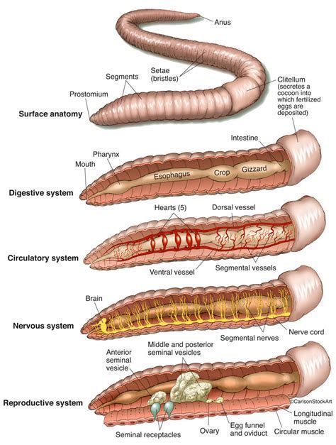 10+ Worm Dissection Tips For Easy Learning