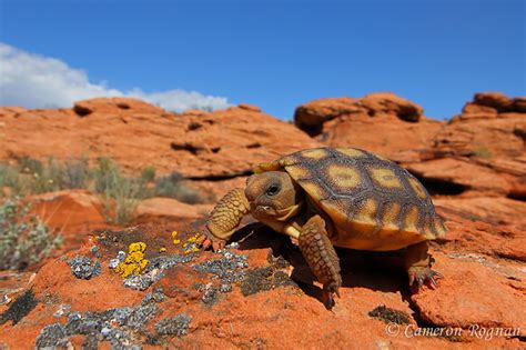 12+ African Desert Tortoise Tips For Healthy Pets 12+ African Desert Tortoise Tips For Healthy Pets