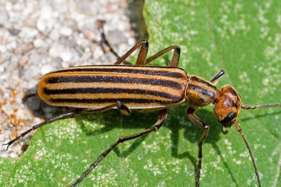12 Blister Beetle Arizona Facts To Know 12 Blister Beetle Arizona Facts To Know