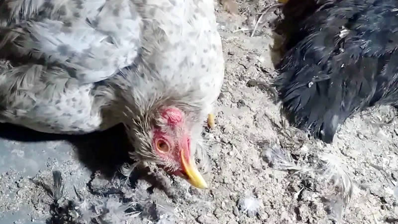 12 Bursal Disease Tips For Healthier Chickens