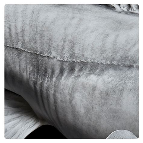 12 Catfish Facts Revealing Scales