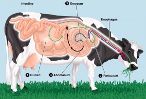 12 Cow Stomach Facts For Better Understanding 12 Cow Stomach Facts For Better Understanding