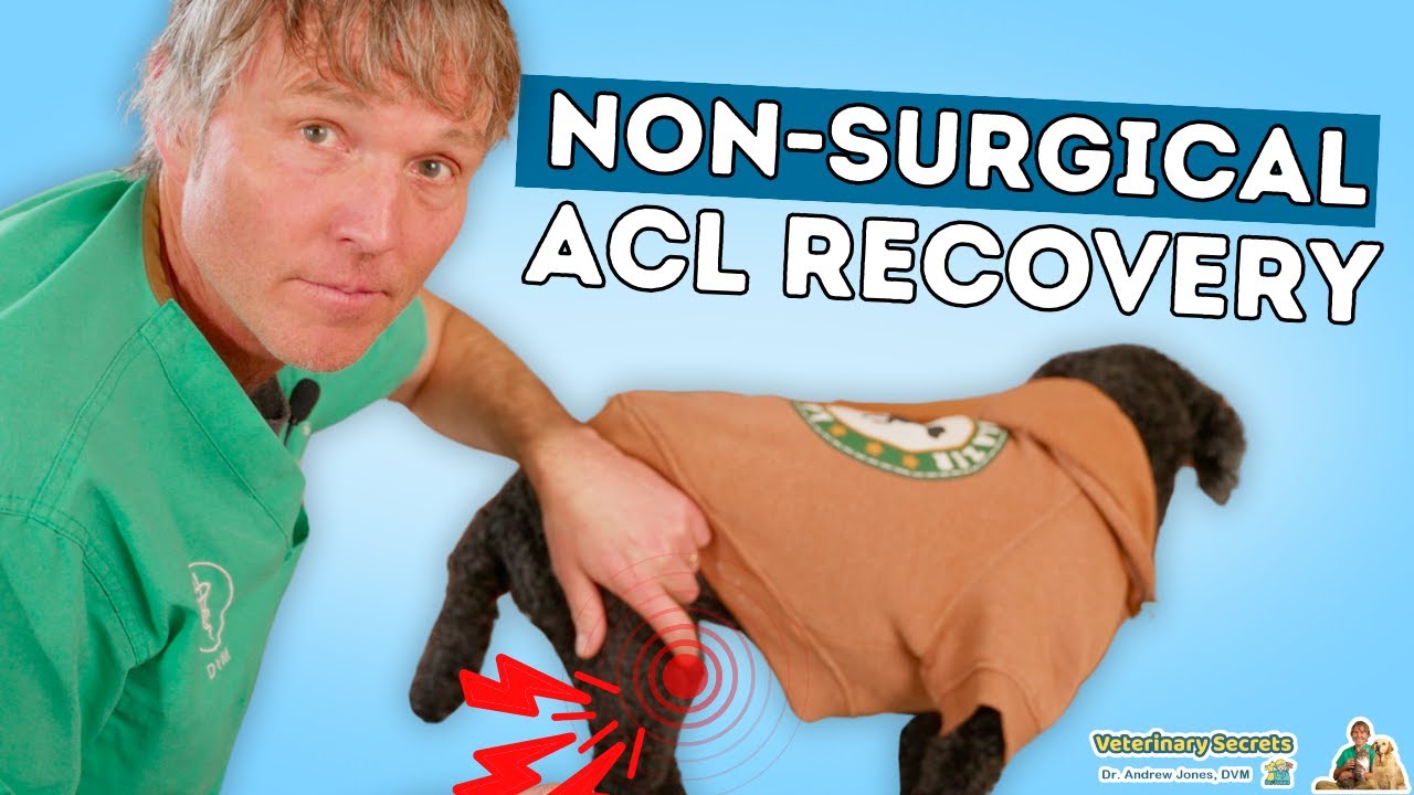 12+ Dog Injury Secrets For Better Outcomes