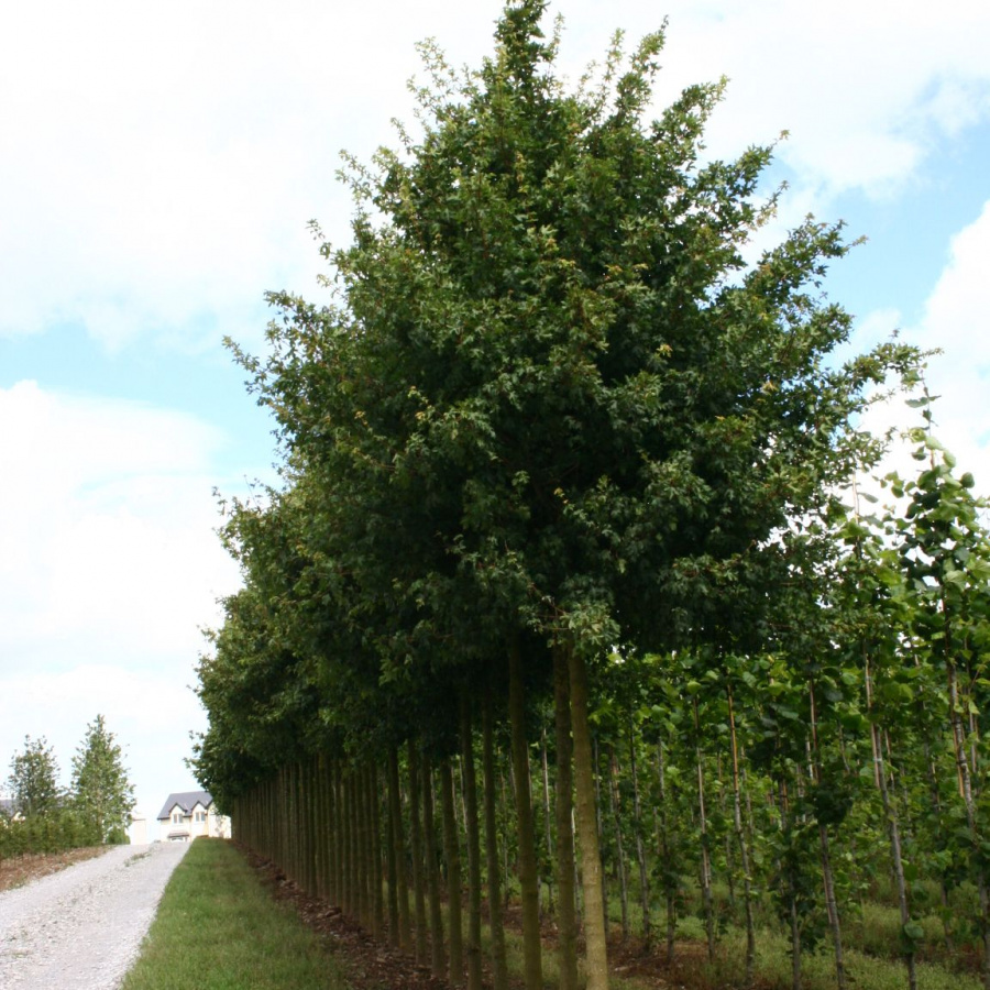 12+ Elsrijk Maple Secrets For Perfect Landscaping