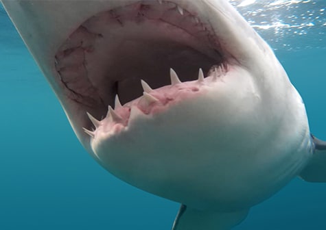 12 Greenland Shark Teeth Facts Revealed