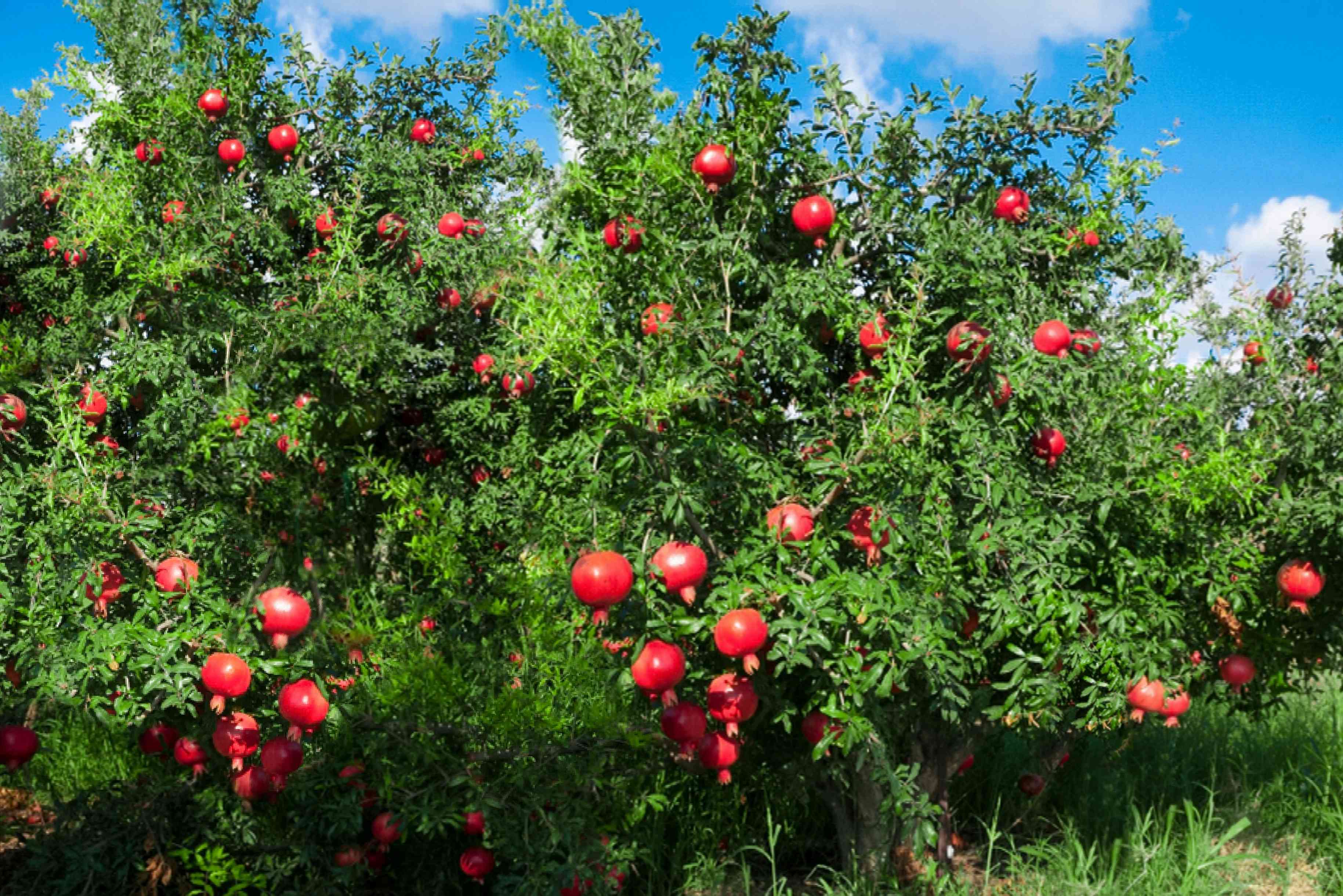 12+ Growing Zone Tips For Pomegranate Success