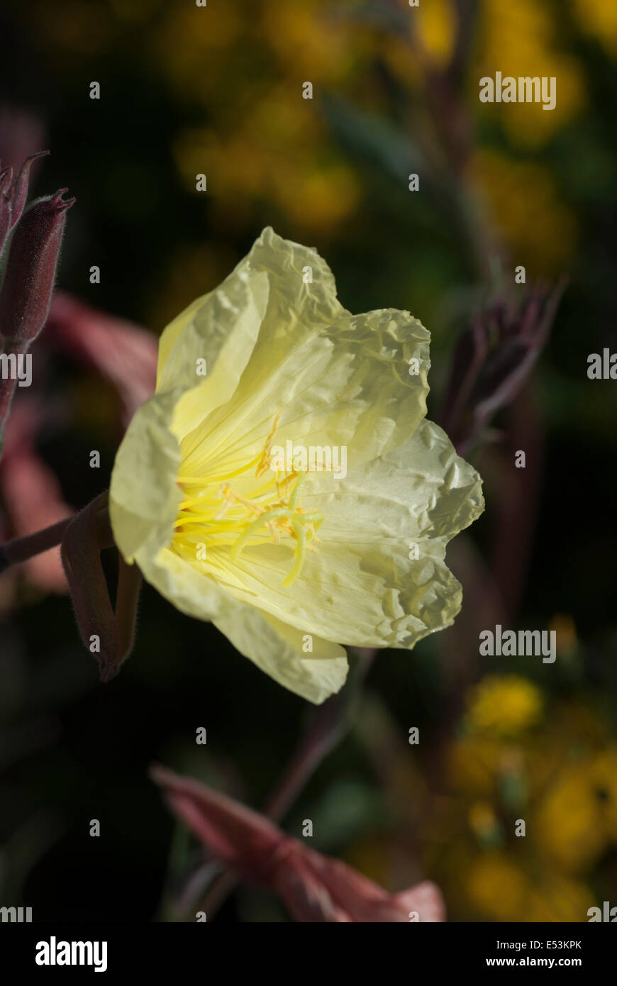 12 Lemon Sunset Evening Primrose Tips For Better Photos