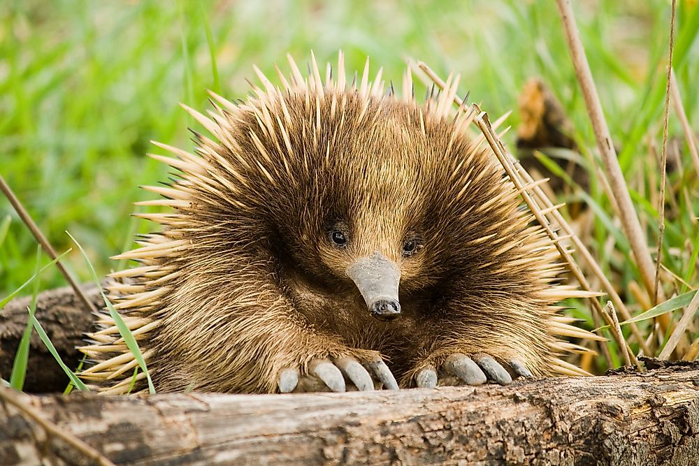 12 Mammals That Lay Eggs Revealed