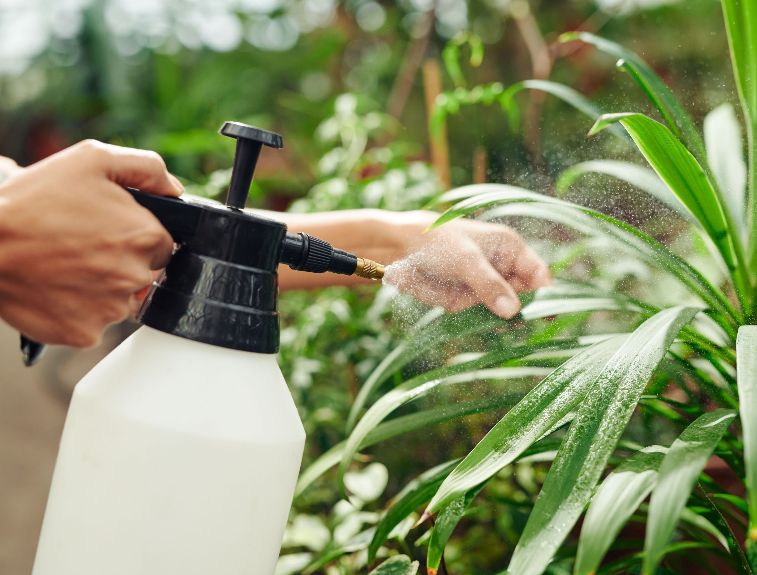 12+ Natural Fungus Fighters With Baking Soda