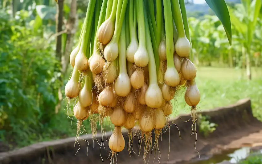 12 Onion Set Tips For Better Harvests