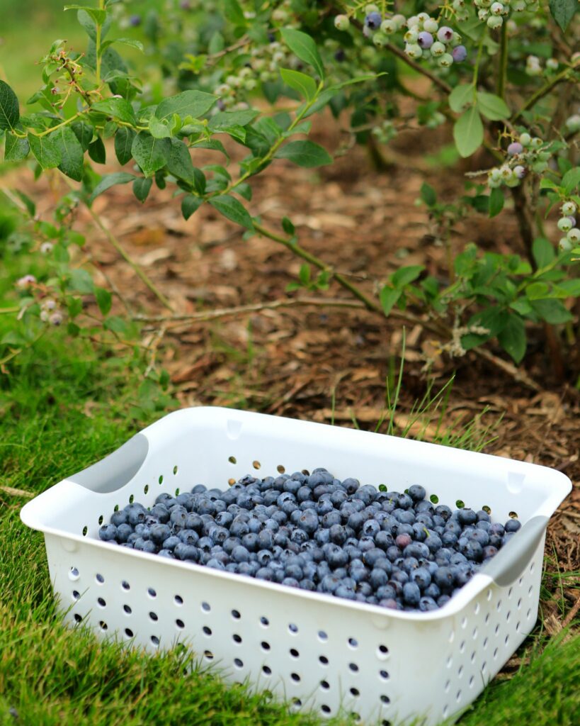 12 Peach Tree Fertilizing Tips For Bigger Harvests