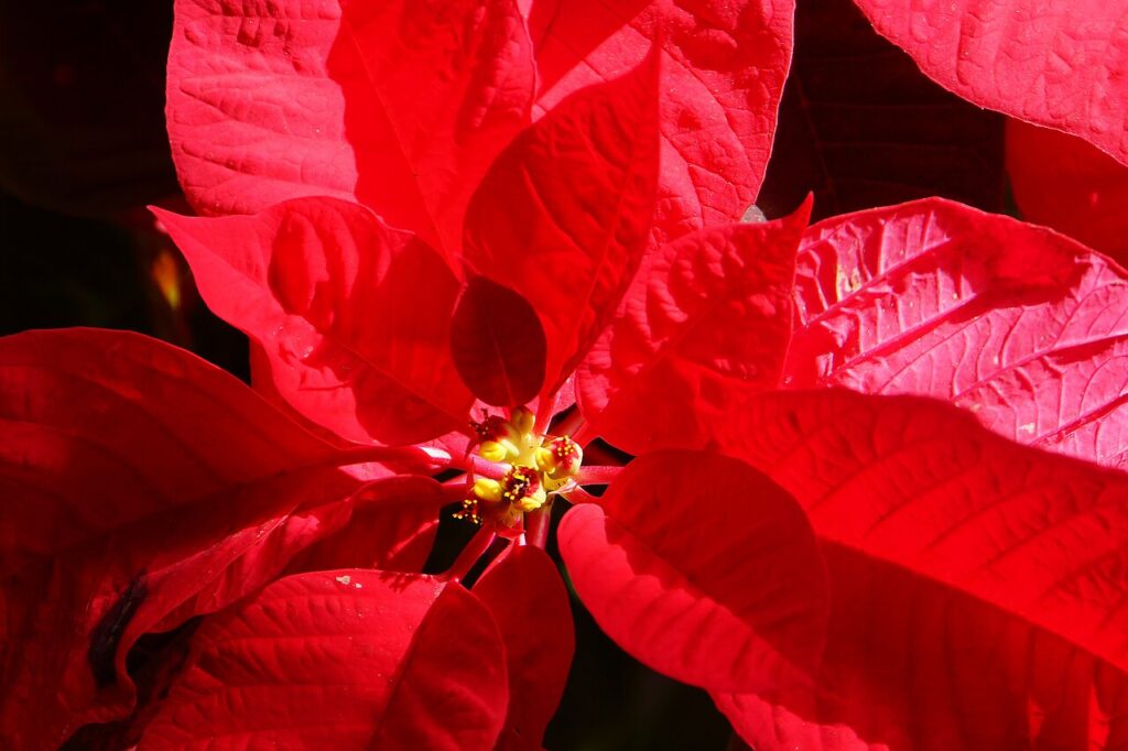 12 Poinsettia Toxicity Facts To Ensure Safety