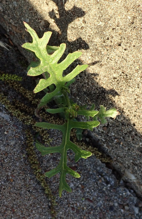 12+ Prickly Lettuce Seedling Secrets For Healthy Harvest