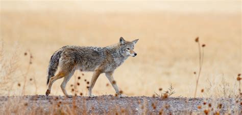 12+ Reasons Why Coyotes Howl Tonight