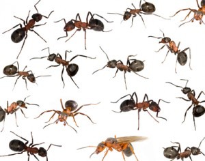 12+ Red Bug Identification Tips Guaranteed