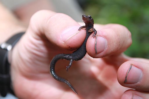 12+ Redback Salamander Foods For Optimal Health