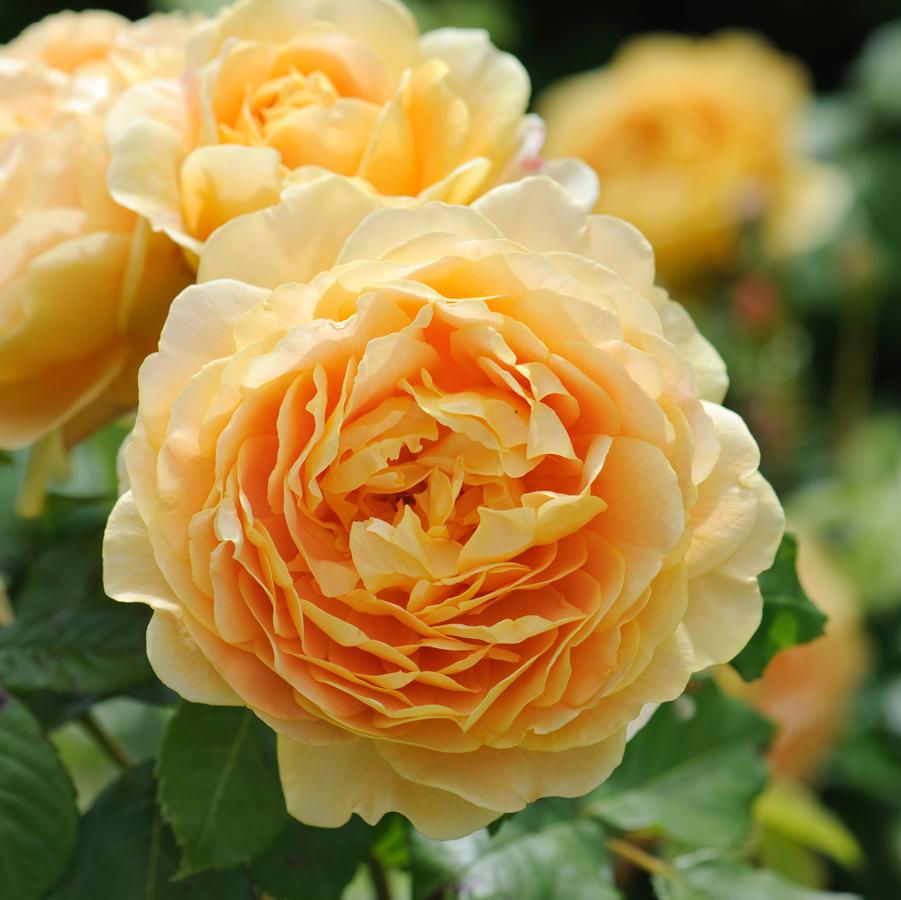 12 Rosa Golden Celebration Ideas To Impress