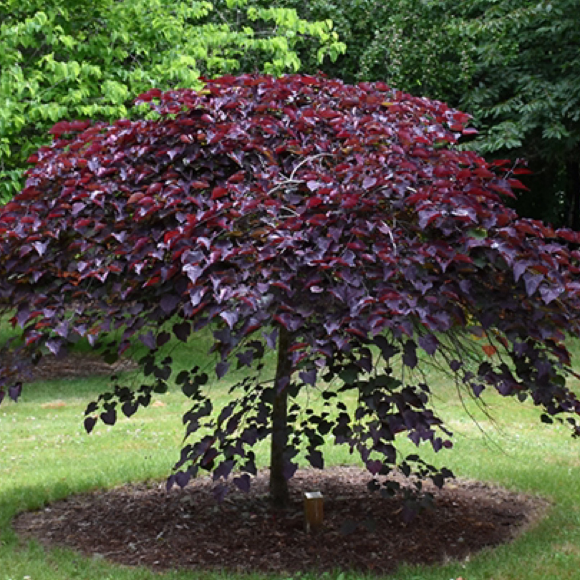 12 Ruby Falls Weeping Redbud Solutions