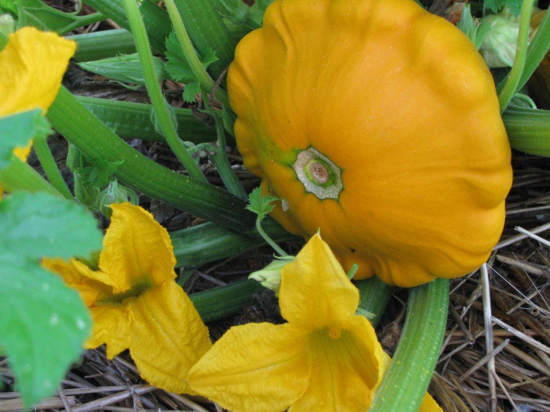12 Scallop Squash Tips For Perfect Harvest
