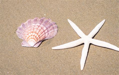 12 Sex Positions Seashell To Spice Up Tonight