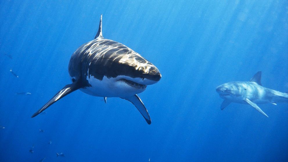 12 Shark Water Facts To Stay Safe