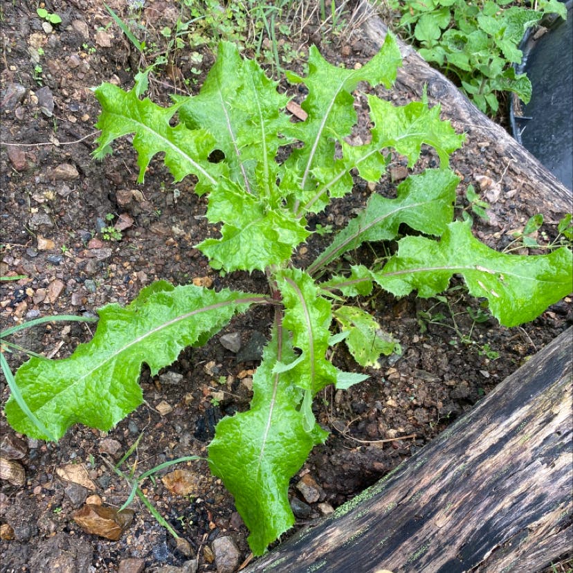 12 Spiny Sowthistle Benefits For Healthy Digestion