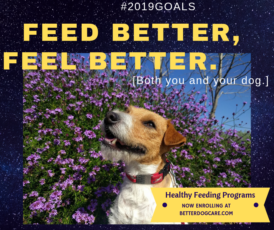 12+ Staging Secrets For Better Dog Care