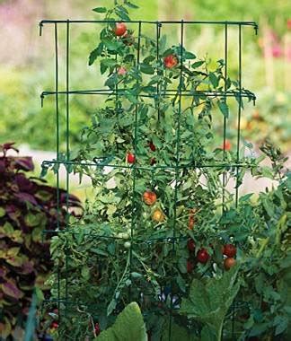 12+ Staking Secrets For Healthier Harvests