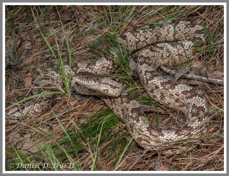 12+ Tips To Identify Gray Rat Snakes In Florida