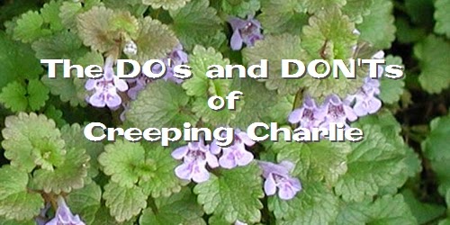 12+ Ways To Control Creeping Jenny For A Perfect Lawn